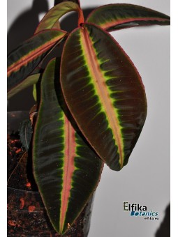 Emblemantha sp. Line (Dark)