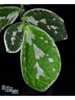 Elatostema sp. Kapuas Hulu