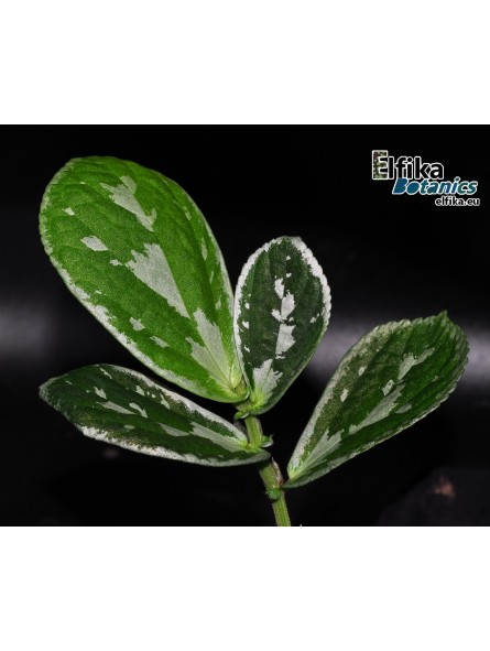 Elatostema sp. Kapuas Hulu