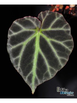 Begonia jubar (EBc1)