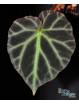 Begonia jubar (c.1)