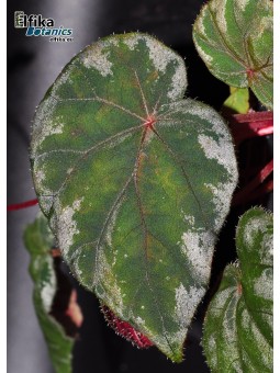 Begonia koksunii