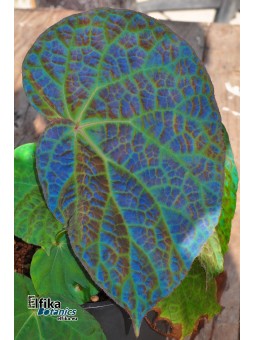 Begonia rockii (EBc1)