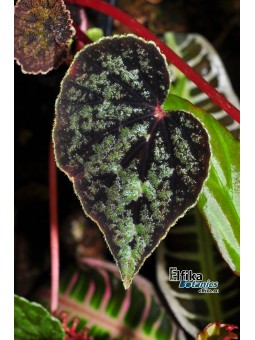 Begonia austrovietnamica
