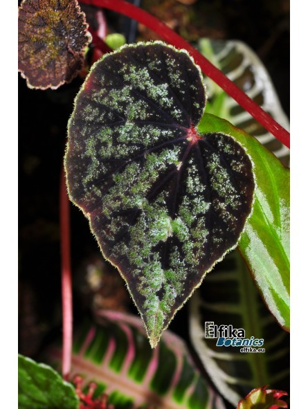 Begonia austrovietnamica M/ML