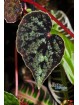 Begonia austrovietnamica M/ML