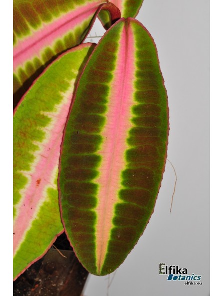 Emblemantha sp. Line (Fluo Pink)