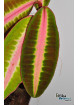 Emblemantha sp. Line (Fluo Pink)