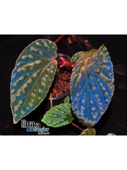 Begonia chlorosticta x metallicolor (gxEB22)