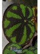 Begonia variegata