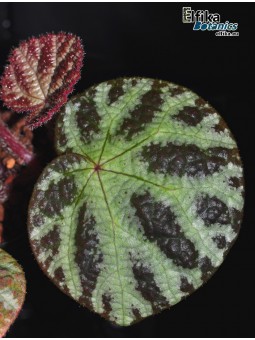 Begonia sp. arachnoidea White