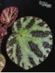 Begonia arachnoidea White