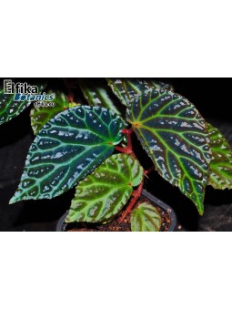 Begonia "Elfika Blue Drame"