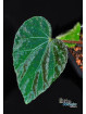 Begonia pavonina (Dark)