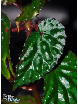 Begonia "EB Oil"