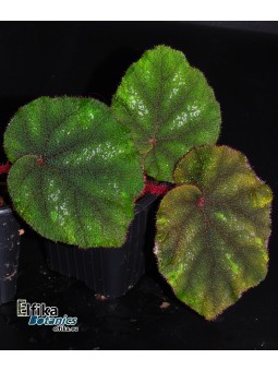 Begonia amphioxus