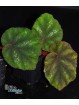 Begonia aff. versicolor "Red & Black"