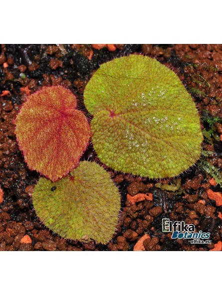 Begonia aff. versicolor "Red & Black"