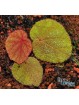 Begonia amphioxus