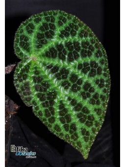 Begonia amphioxus