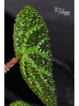 Begonia montaniformis
