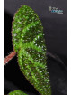 Begonia montaniformis