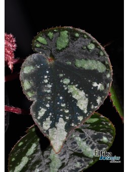 Begonia amphioxus