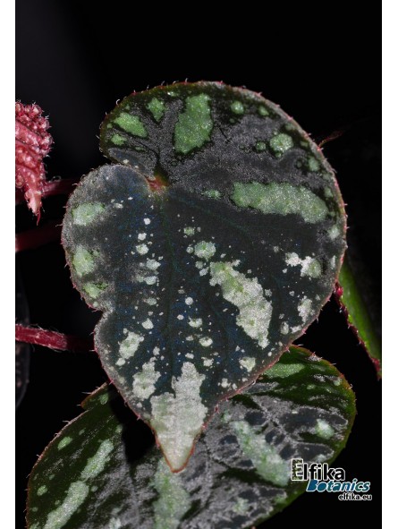 Begonia bonii