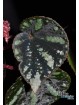 Begonia amphioxus