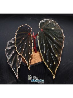 Begonia sp. cf. atricha Spotted x darthvaderiana  Spotted (gxEB22)