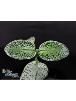 Argostemma sp. White Snake