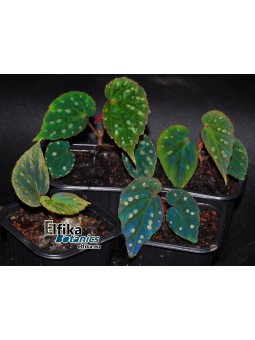 Begonia pavonina x  sp. Umbrella (gxEB22)