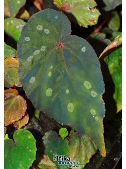 Begonia pavonina x  sp. Umbrella (gxEB22)