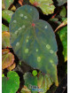 Begonia pavonina x  sp. Umbrella