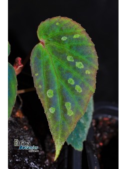 Begonia pavonina x  sp. Umbrella (gxEB22)