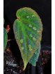 Begonia pavonina x  sp. Umbrella