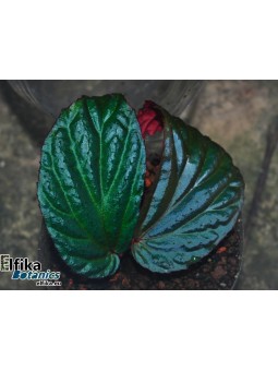 Begonia metallicolor (c. 1)