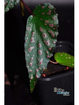 Begonia "EB Pink Eyes"