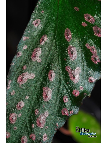 Begonia "Pink Eyes"