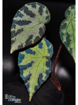 Begonia wiformis Dark