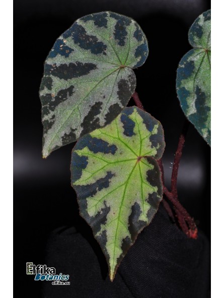 Begonia wiformis Dark
