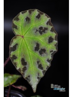 Begonia wiformis Dark