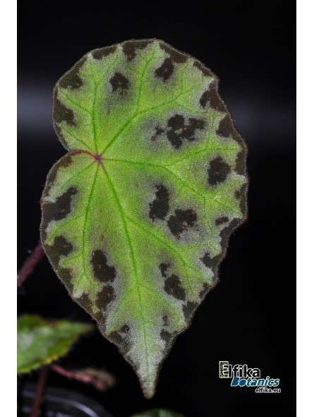Begonia wiformis Dark