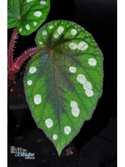 Begonia amphioxus