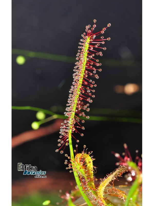 Drosera capensis (3 plants)
