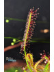 Drosera capensis