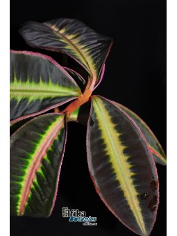 Emblemantha sp. Line (Dark)