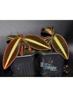 Emblemantha sp. Line (Dark)