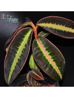 Emblemantha sp. Line (Dark)