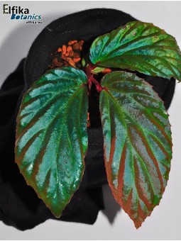 Begonia metallicolor (c. 1)